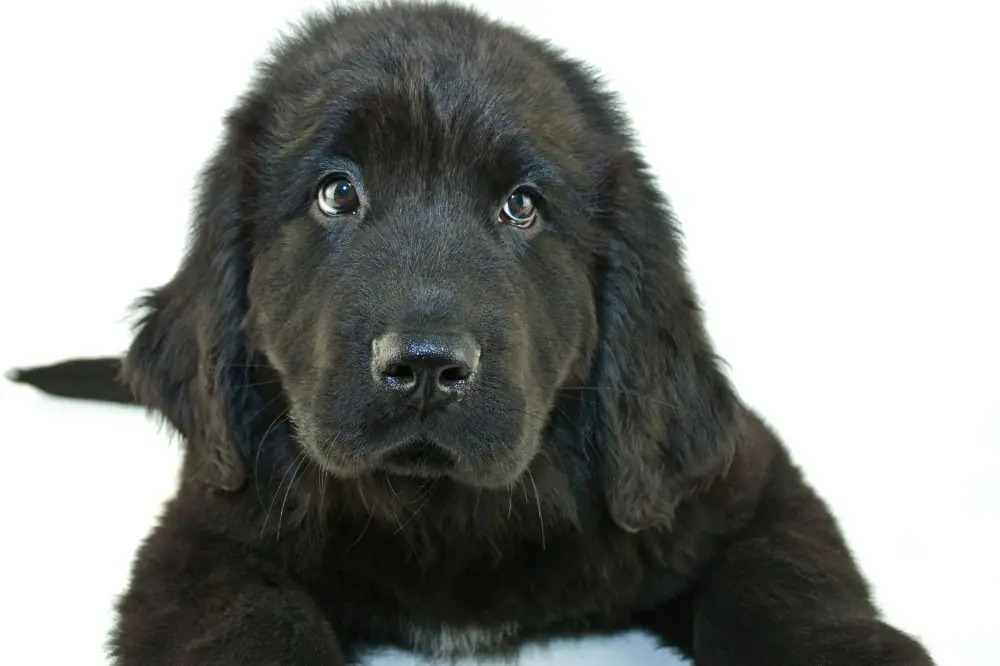 ¿Cómo es el destete de los cachorros de Terranova?