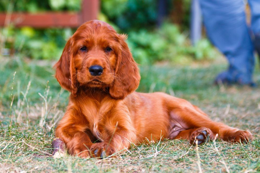 ¿Es facil entrenar a un Setter Irlandes