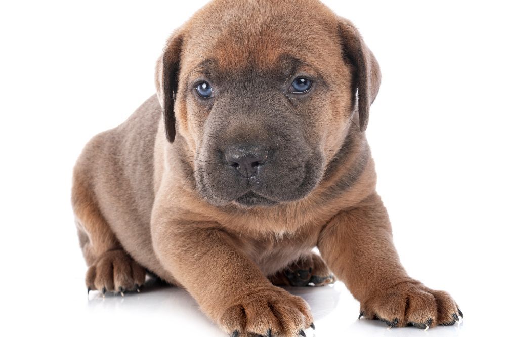 ¿Que tipo de alimentacion es mejor para un cachorro de Mastin italiano