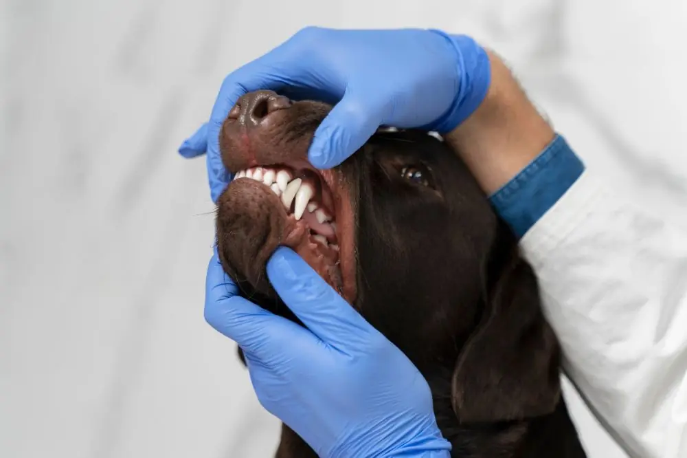 Abscesos dentales en perros