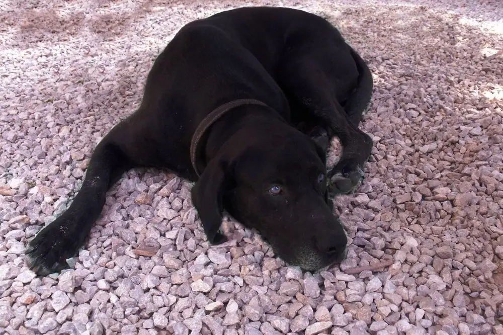 Idratazione canina