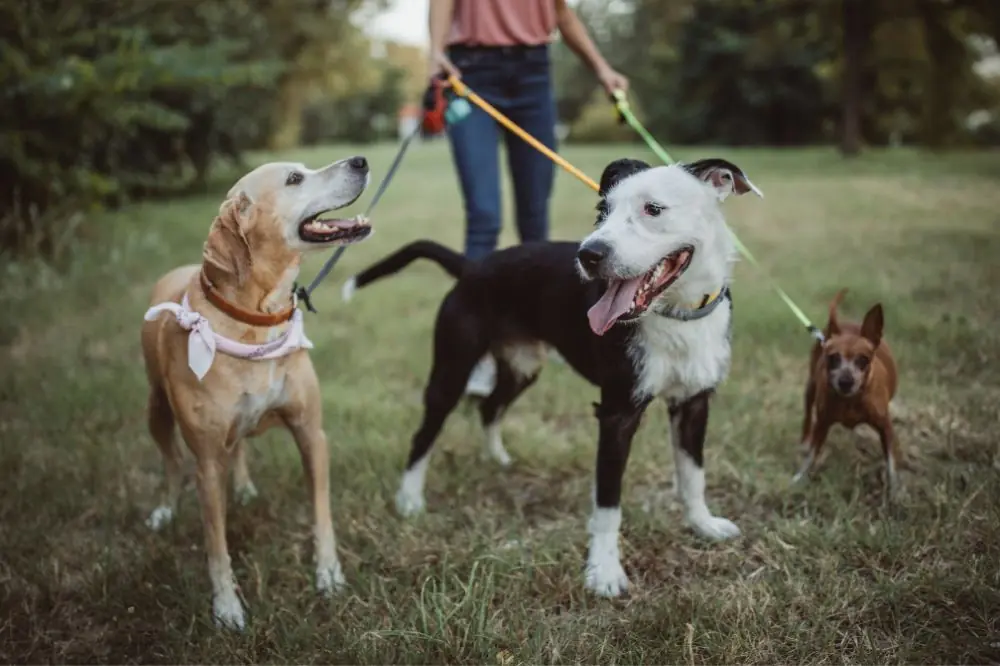 Actividades para mantener a tu perro activo en otoño: guía completa para una temporada saludable y divertida
