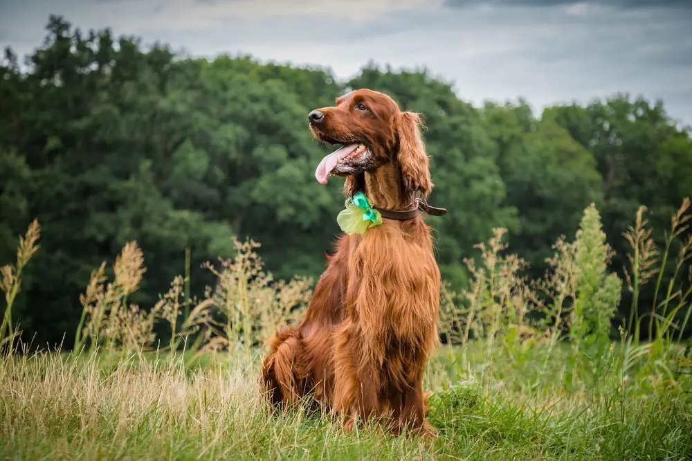 Addestramento di base per cani
