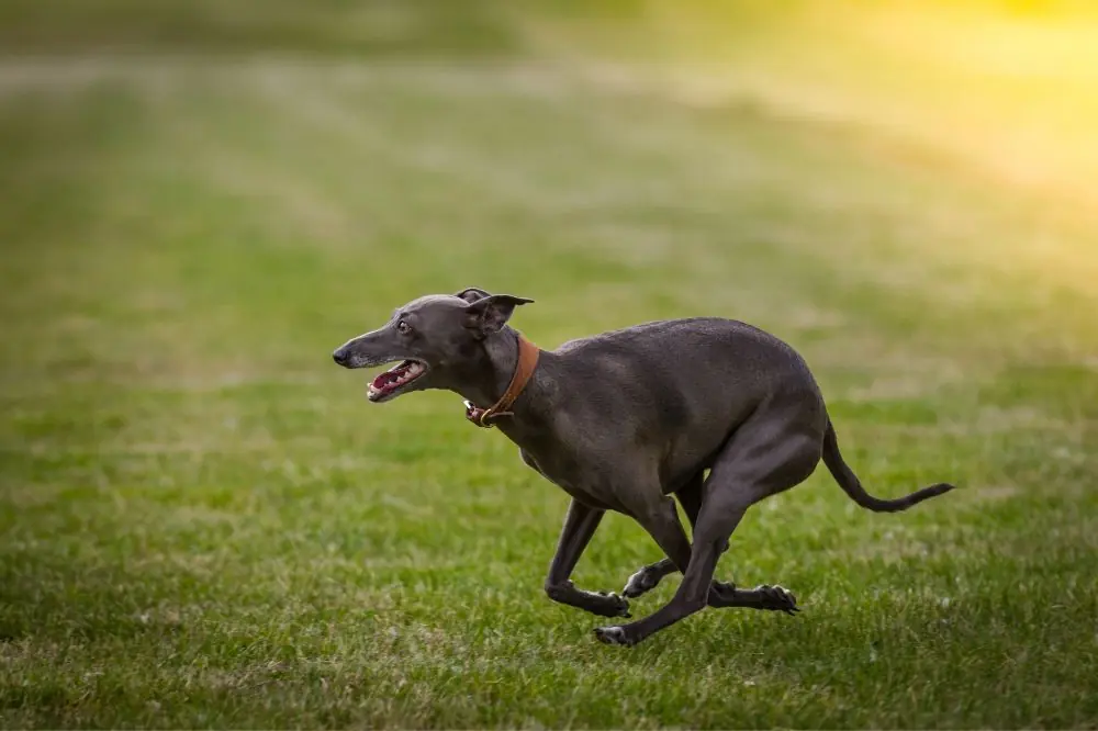 Alimentación para perros de trabajo o deporte