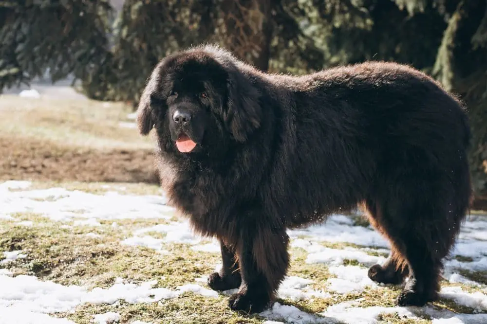 Esigenze nutrizionali cani