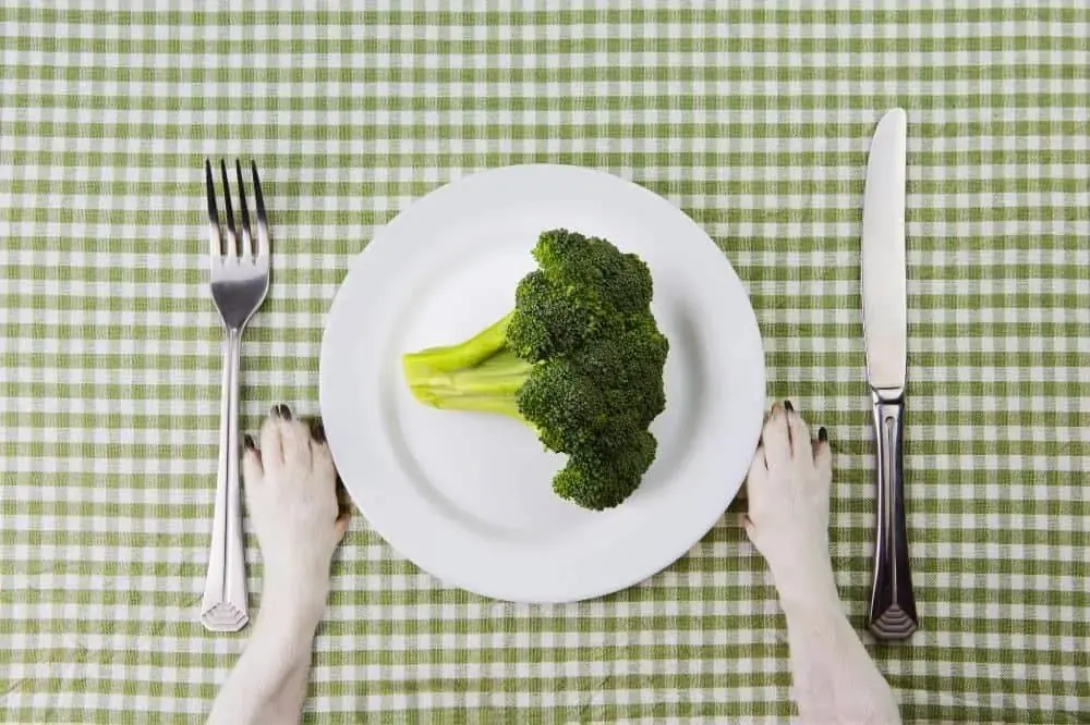 Alimenti antinfiammatori per cani