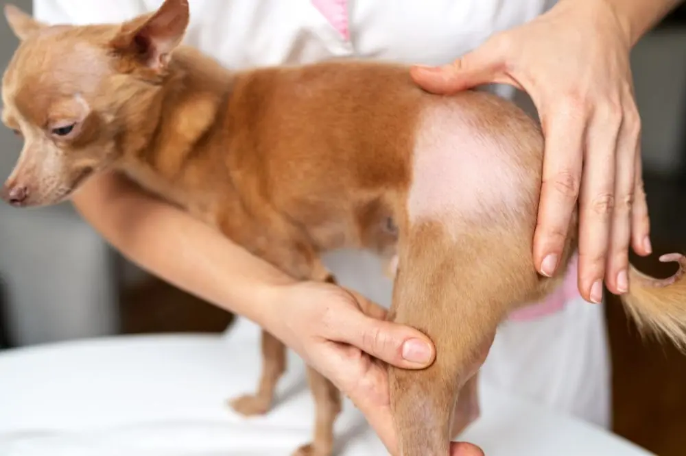 Alopecia X en perros