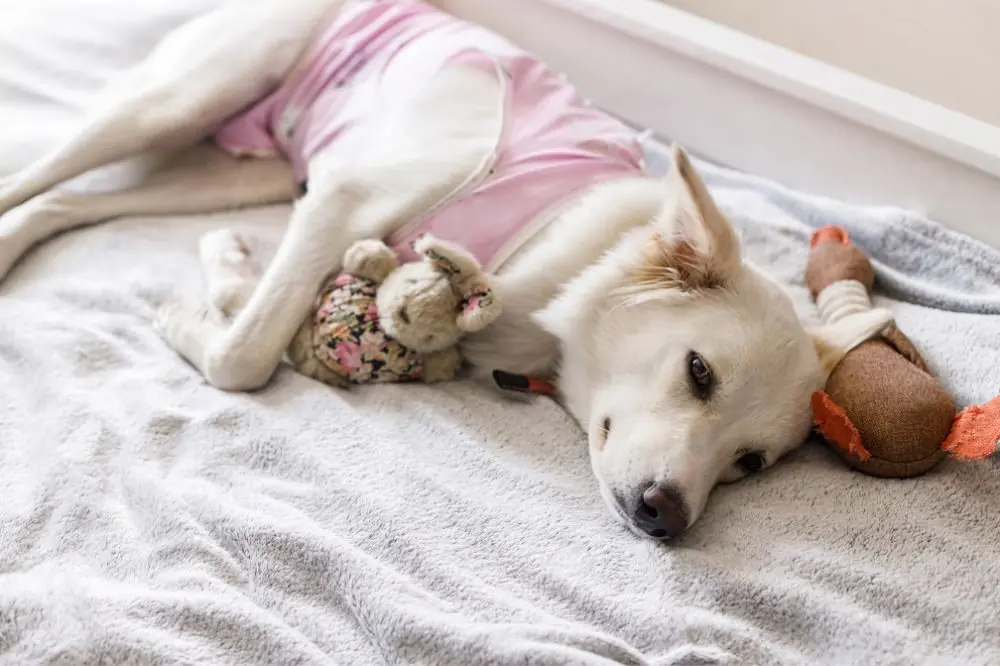 Comportamento del cane e fattori influenzanti