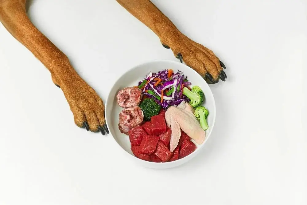 Benefici del cibo naturale per cani adulti