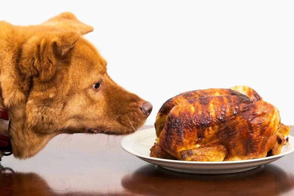 Benefici del pollo nella dieta del tuo cane