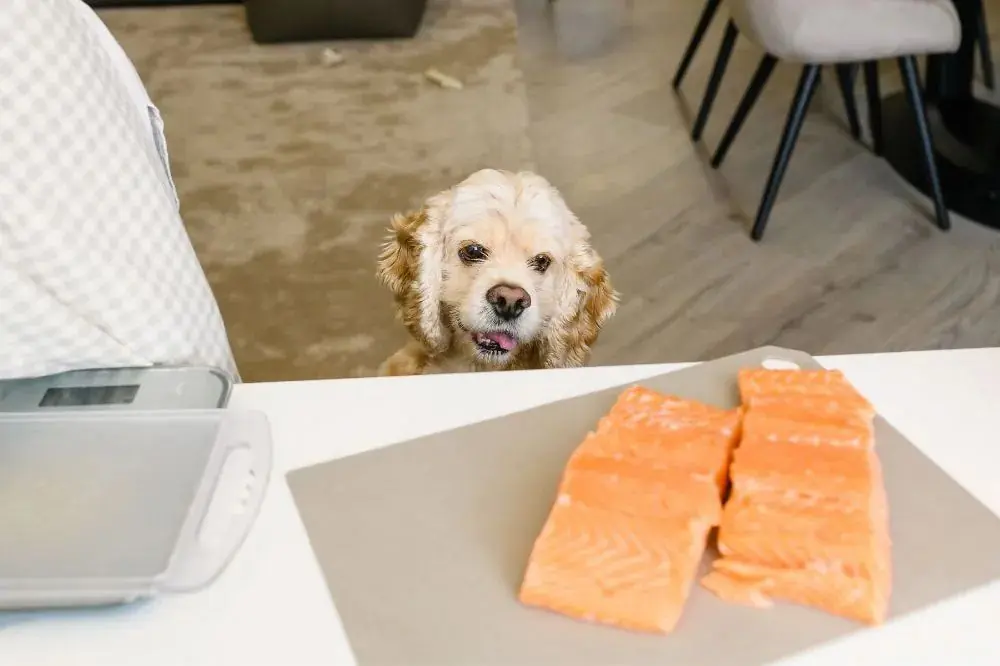 Benefici del salmone nella dieta del tuo cane