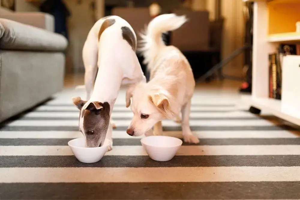 Benefici del tacchino nella dieta del tuo cane
