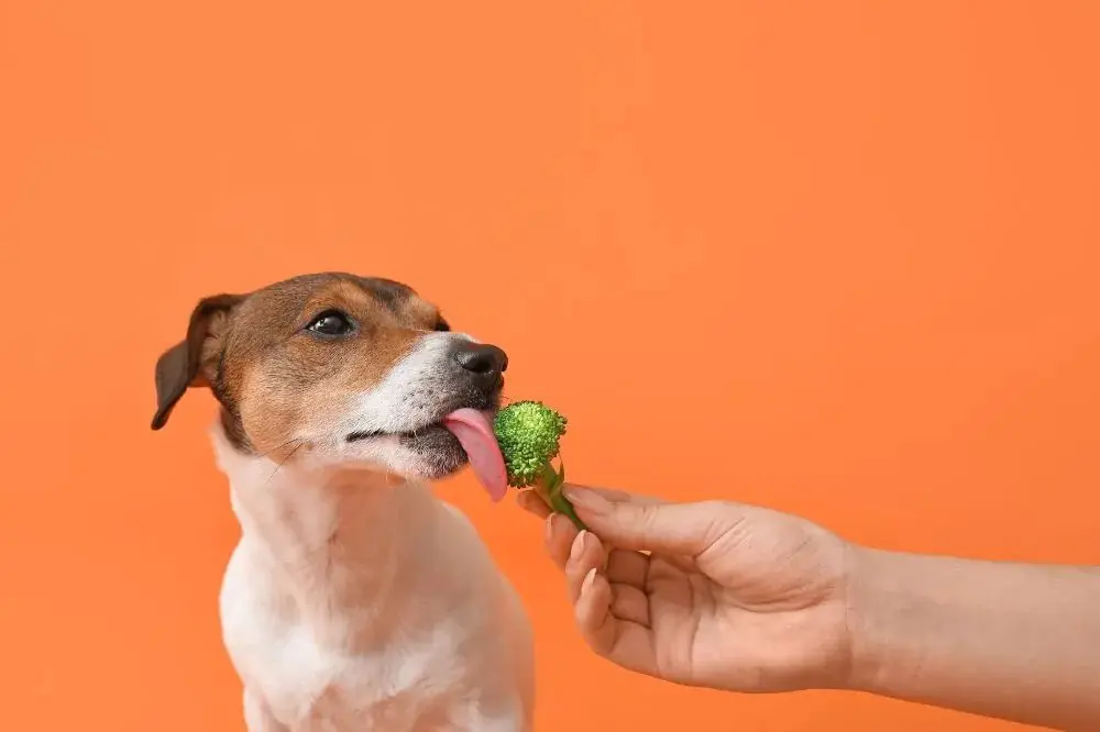 Benefici dell'alimentazione naturale nella longevità dei cani