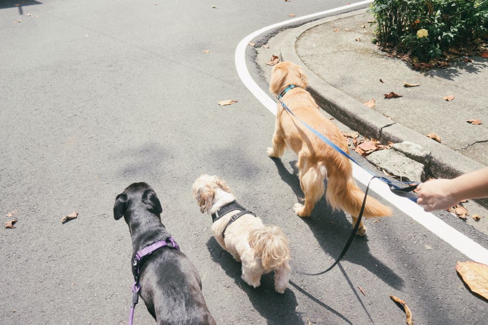 Esercizio regolare per cani