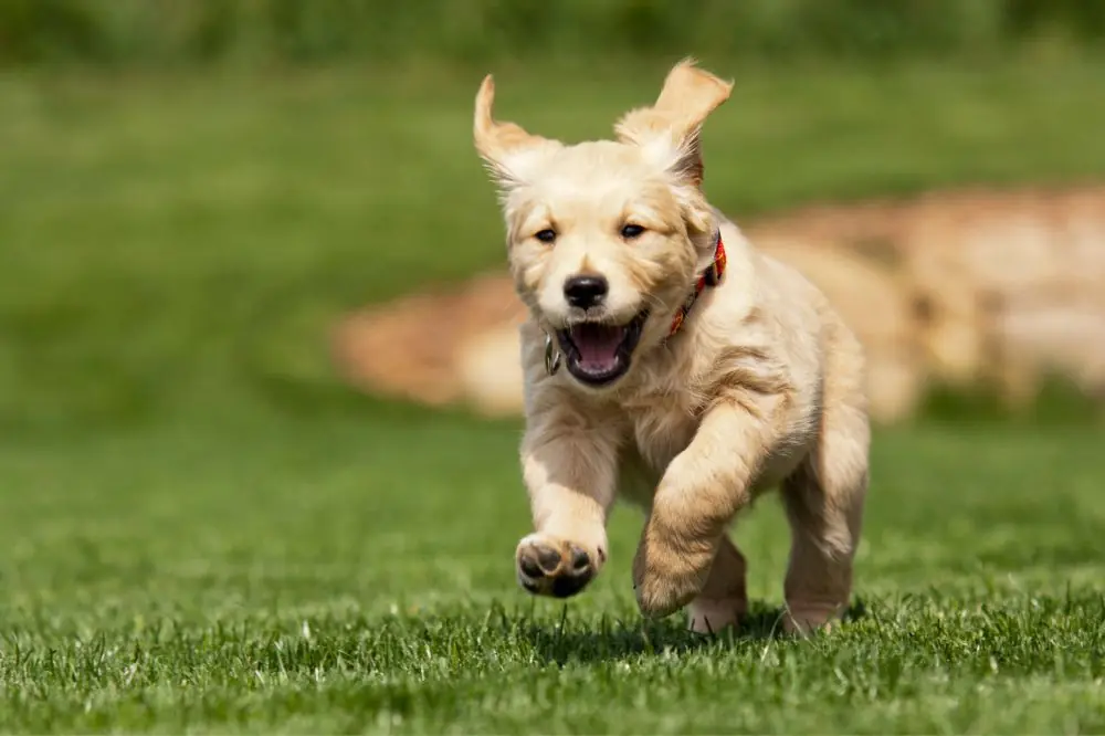 Vantaggi per la salute del cane