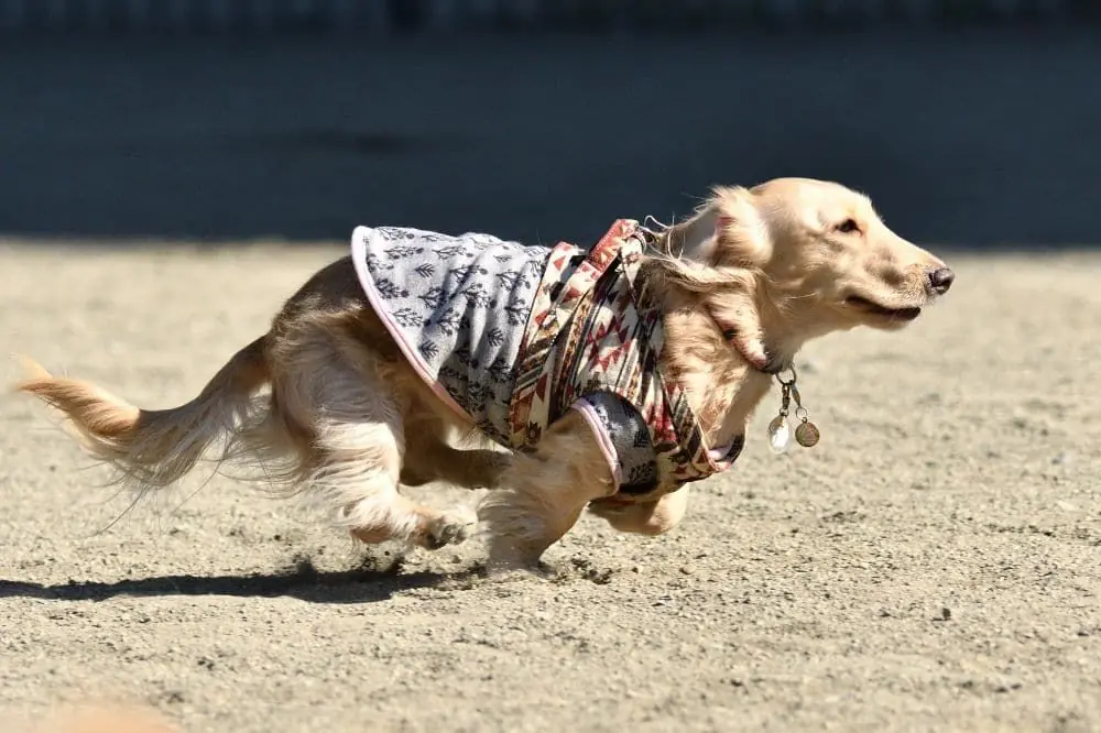 Vantaggi del salmone per cani