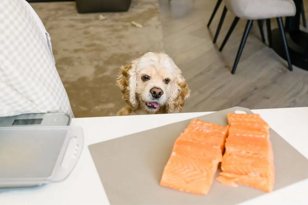 Beneficios del salmón en la dieta de tu perro