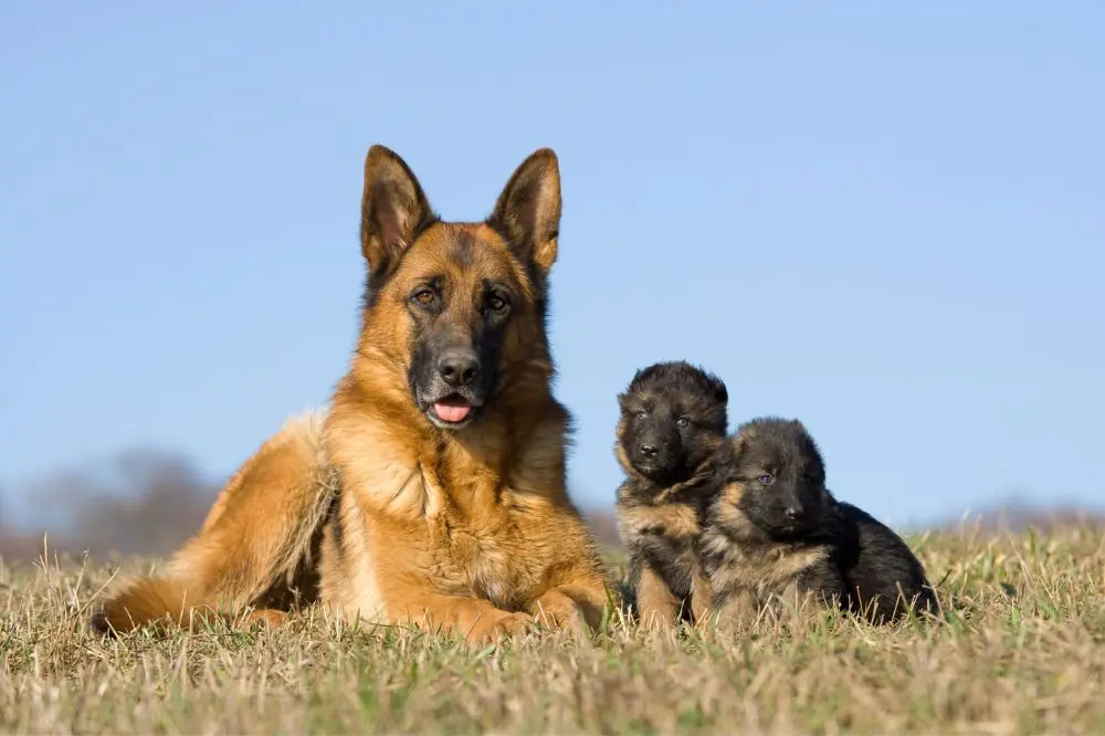 Diferencias en la necesidad de suplementación nutricional entre cachorros de razas grandes y pequeñas.