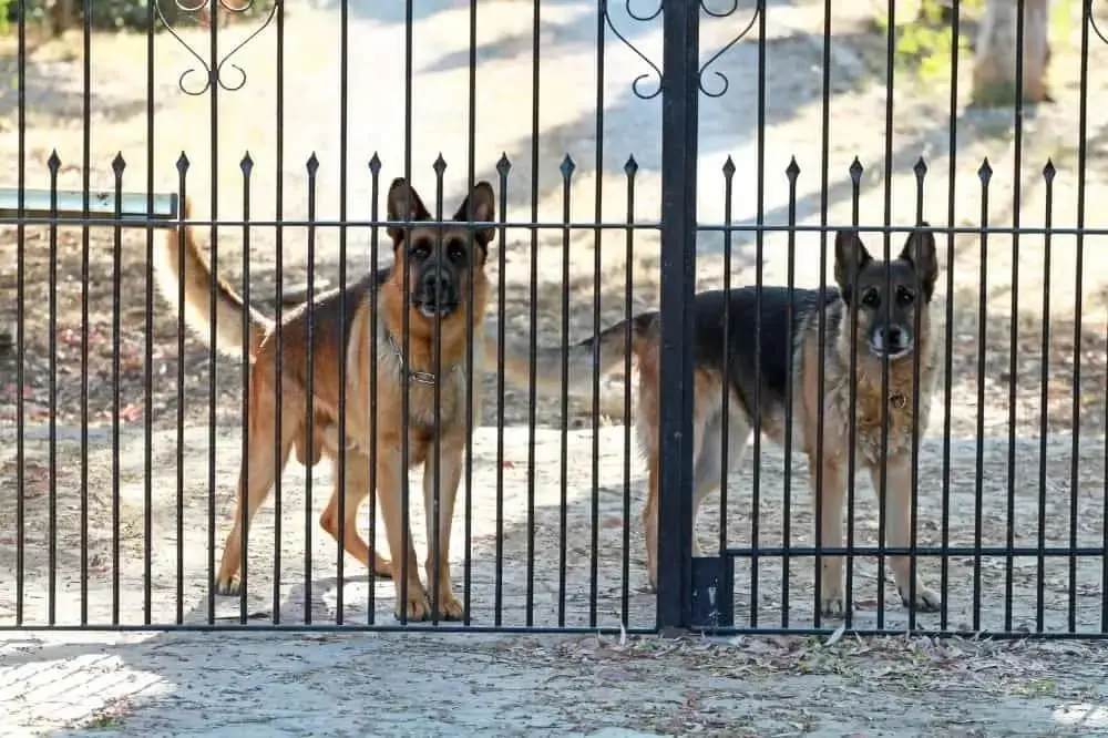 Cani da guardia