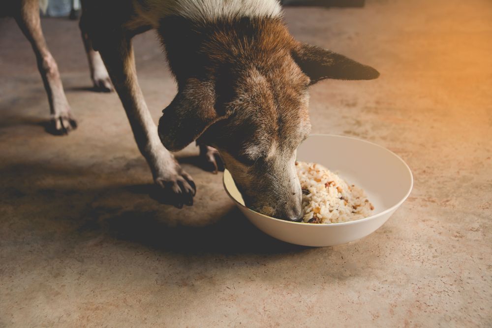 Beneficios de los carbohidratos complejos en dietas para perros con enfermedades renales.