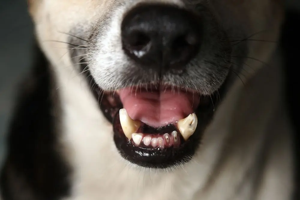 Caries dental en perros