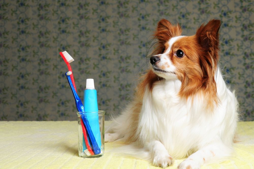 Causas comunes de la gingivitis en perros.