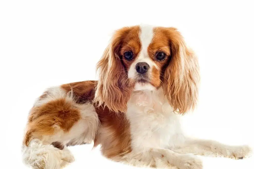 Cavalier King Charles Spaniel: origine, caratteristiche e cure 
