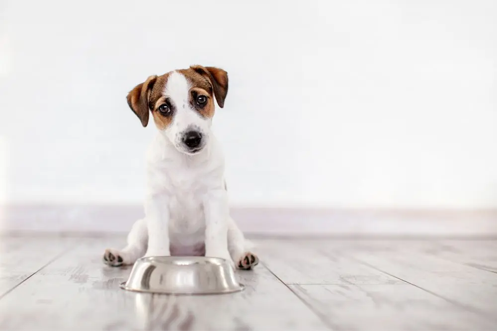 Alimenti industriali per cani