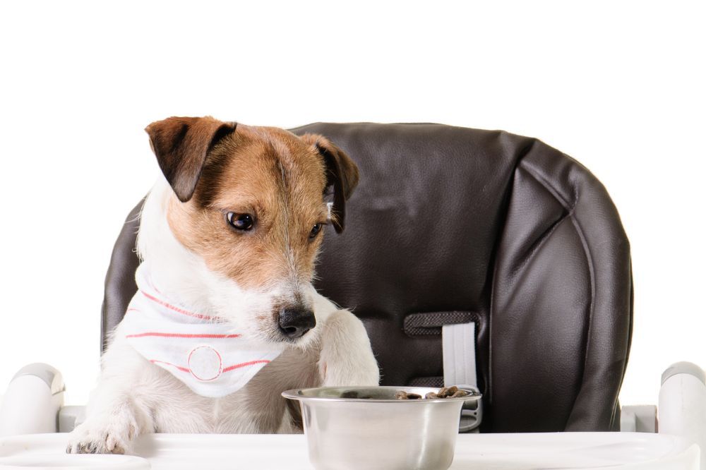 Cibo per cani commerciale