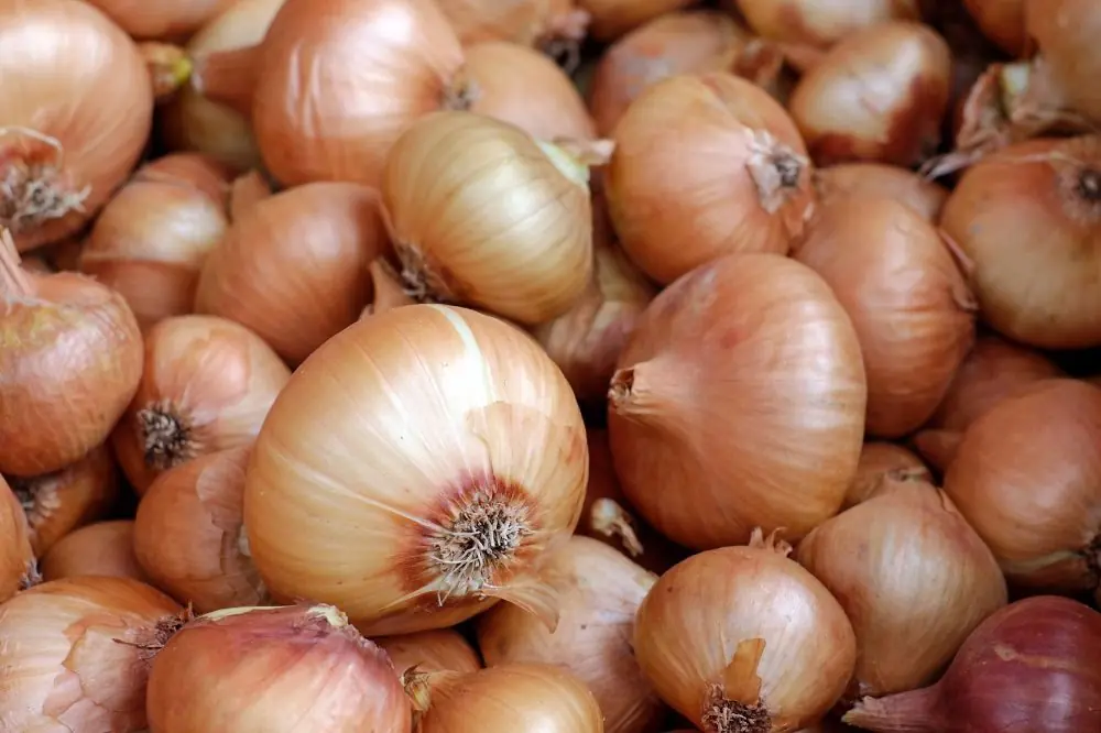 Alimenti tossici per cani