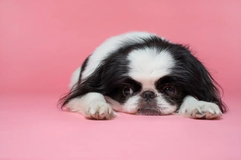 Diversità dei colori del pelo