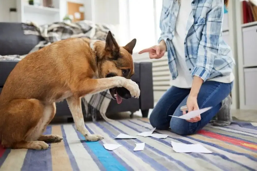 Come aiutare il tuo cane a superare la fase ribelle