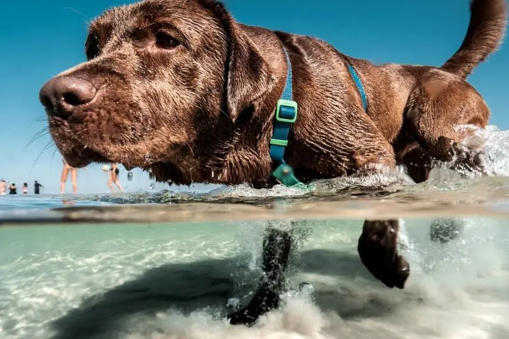 Come insegnare al tuo cane a nuotare in modo sicuro