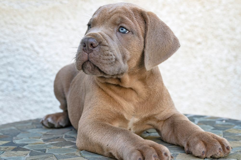 Mastino Italiano cucciolo e interazioni