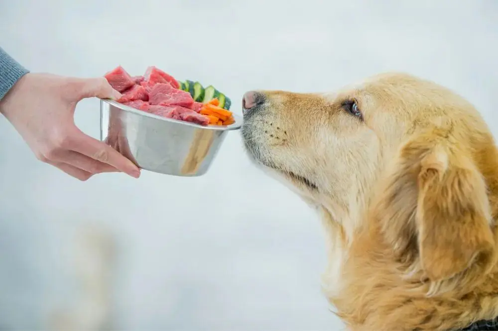 Come l'alimentazione può influenzare la salute dentale dei cani