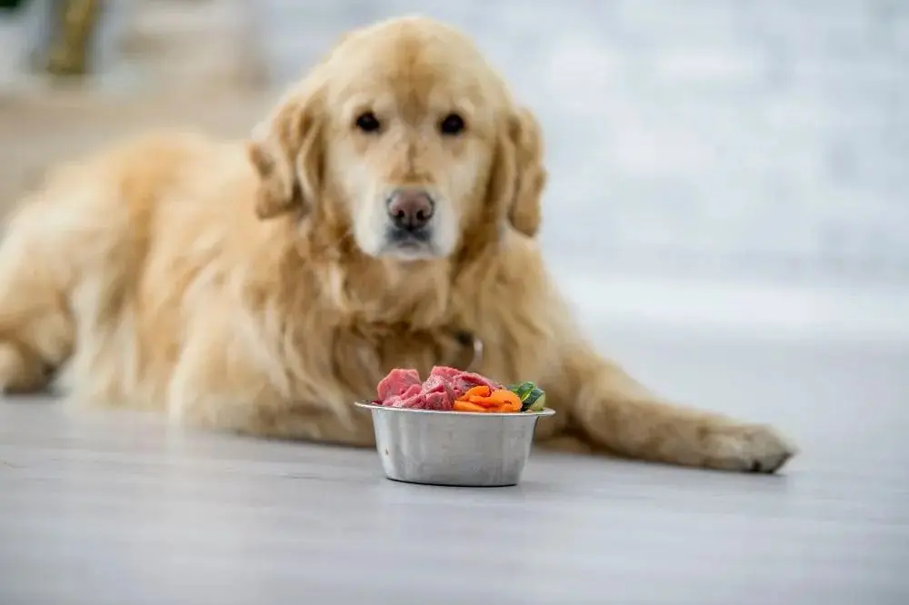 Come preparare cibo fatto in casa per cani con ingredienti di stagione