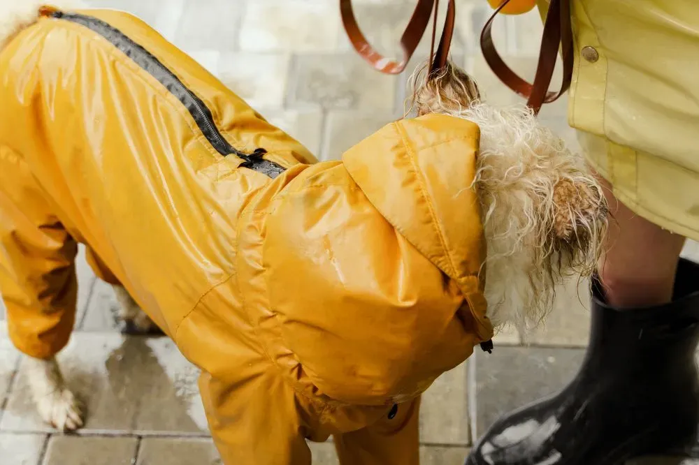 Come proteggere il tuo cane dalla pioggia: guida completa per mantenere il tuo amico asciutto e in salute