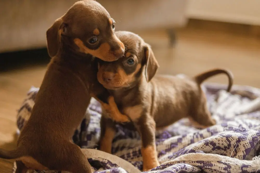 Socializzazione del cucciolo in pandemia