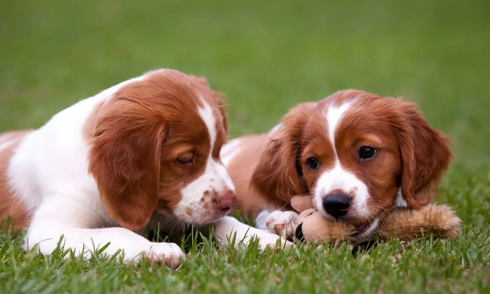 Interaction du chiot Épagneul Breton