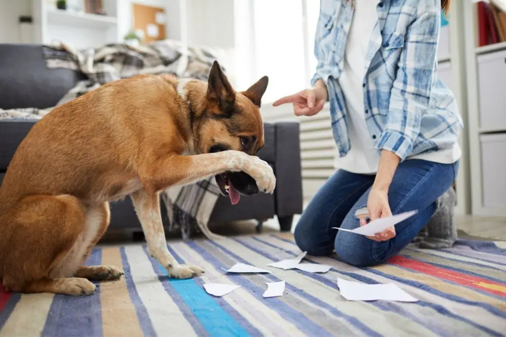 Cómo ayudar a tu perro a superar su etapa rebelde