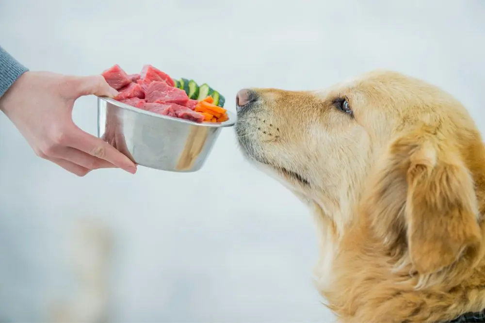 Cómo la alimentación puede influir en la salud dental de los perros