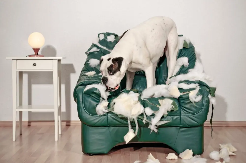 Cómo manejar el comportamiento destructivo en perros jóvenes