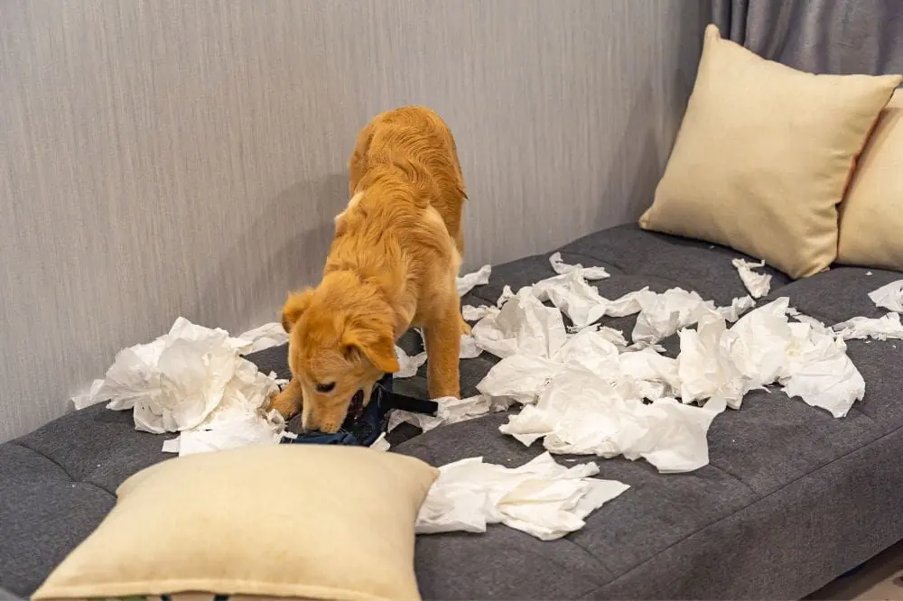 Comportamiento canino frente a alteraciones en sus rutinas diarias.