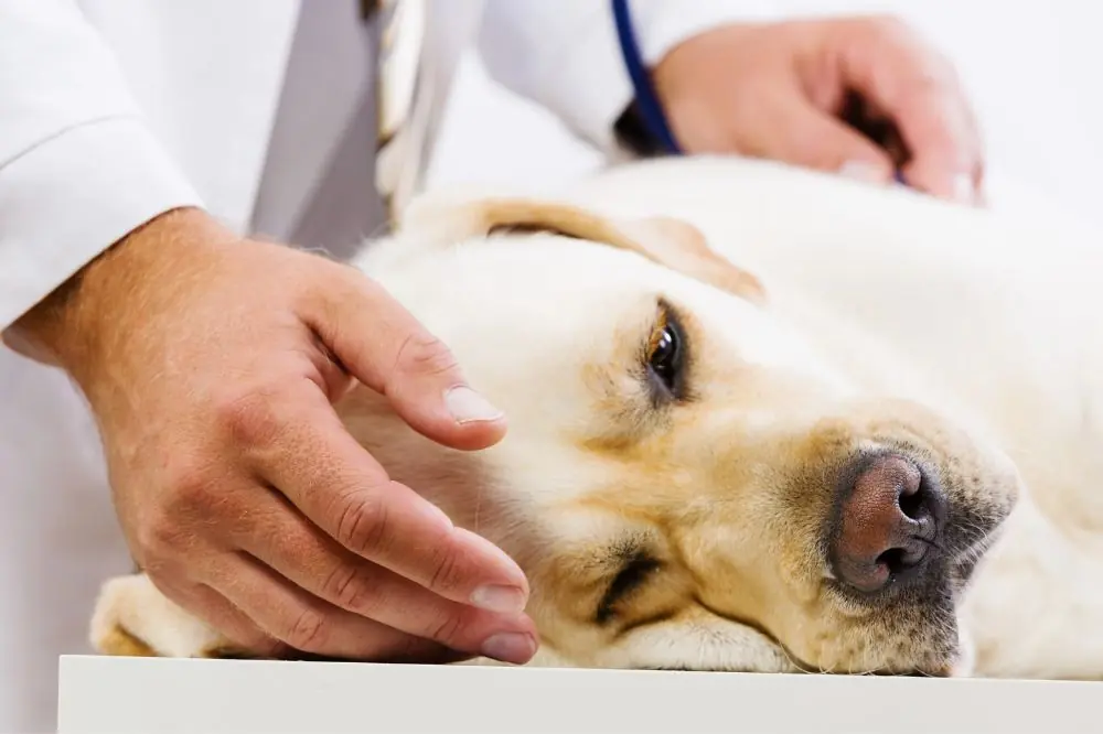 Cómo proteger a tu perro de productos tóxicos en el hogar
