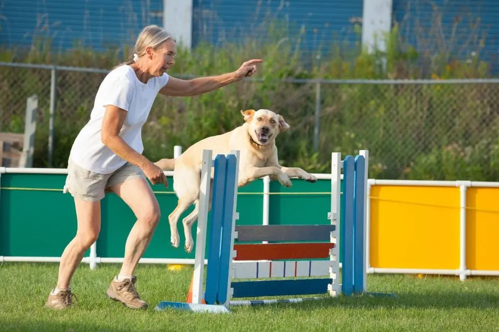 Eventos de agilidad canina en acción.