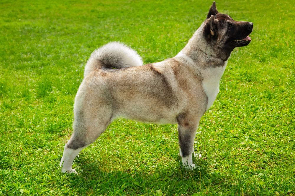 Conseils pratiques pour le propriétaire d'un Chien d'élan norvégien