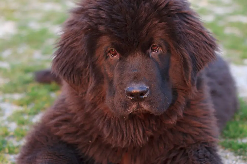 Conseils pour propriétaire de chiot Terre-Neuve