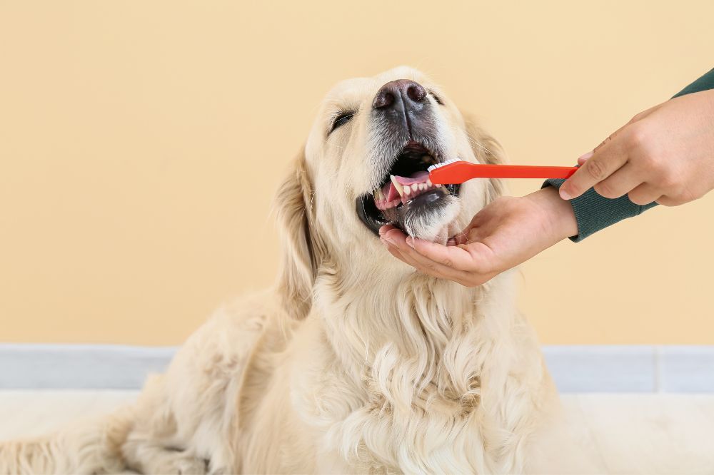Guía práctica para mejorar y mantener la salud dental canina.