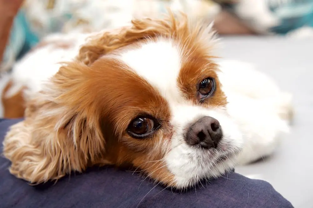 Conseils pour la socialisation du chiot