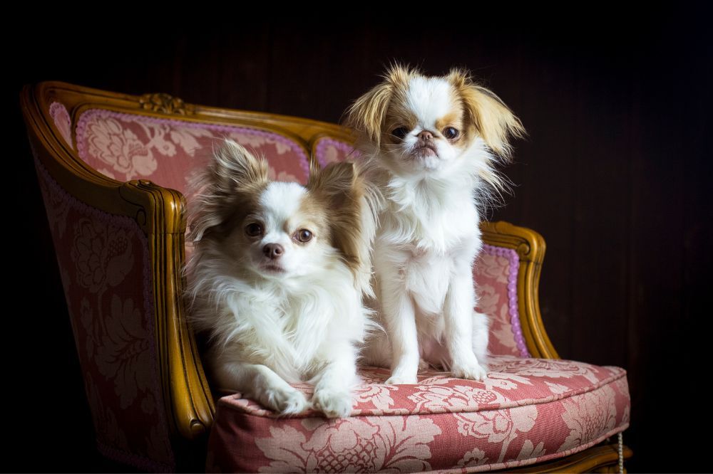 Estrategias para facilitar interacciones positivas entre el Chin Japonés, niños y otras mascotas.